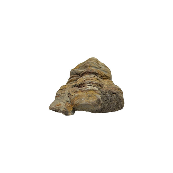 Calymene Trilobite Fossil from Morocco - Sold As Seen - 6cms x 3cms - Collectors Specimen