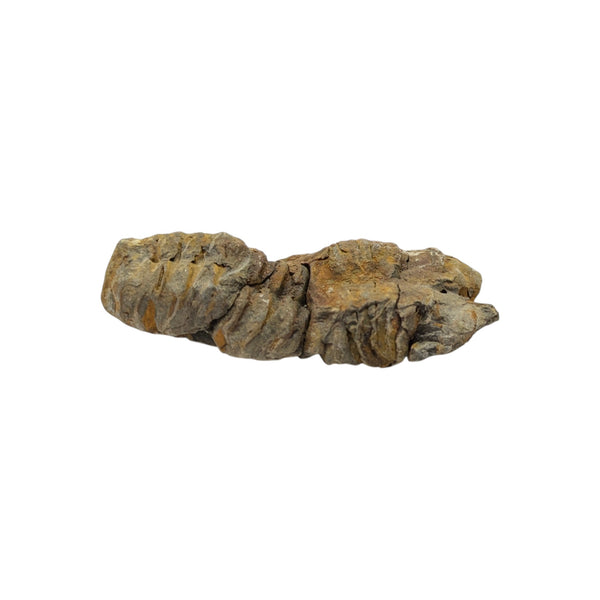 Calymene Trilobite Fossil from Morocco - Sold As Seen - 6cms x 3cms - Collectors Specimen