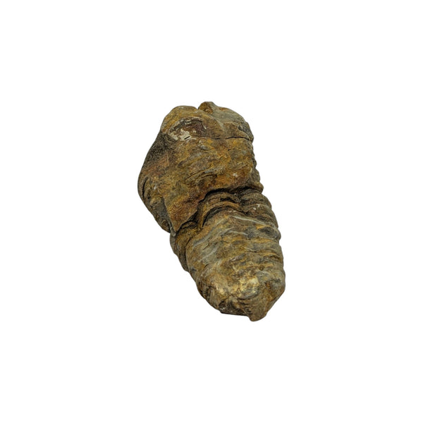 Calymene Trilobite Fossil from Morocco - Sold As Seen - 6cms x 3cms - Collectors Specimen