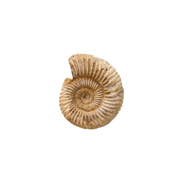 Perisphinctes Ammonite Fossil (Madagascar) - Sold As Seen - Shelled Cephalopod - Marine Fossils - Mesozoic Ammonite