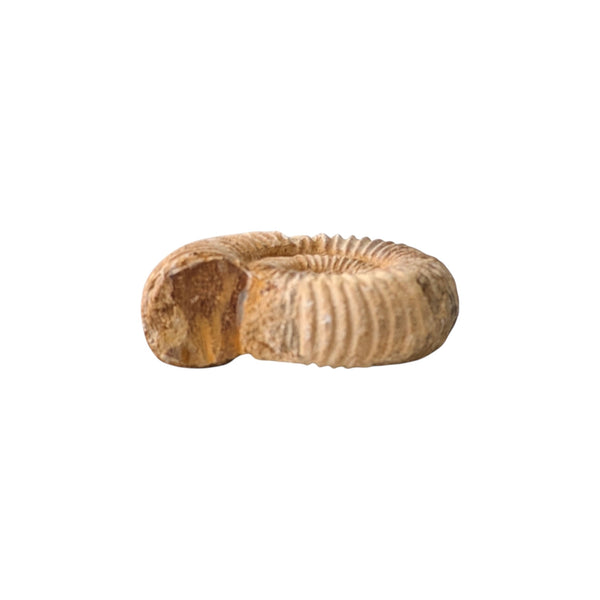 Perisphinctes Ammonite Fossil (Madagascar) - Sold As Seen - Shelled Cephalopod - Marine Fossils - Mesozoic Ammonite