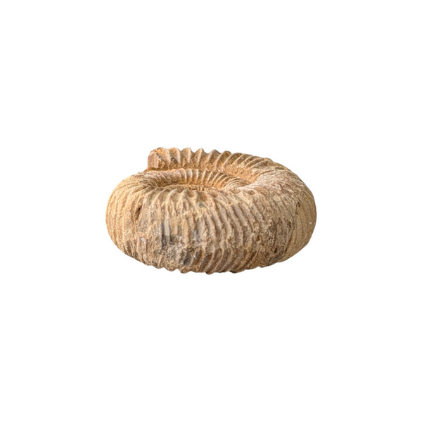 Perisphinctes Ammonite Fossil (Madagascar) - Sold As Seen - Shelled Cephalopod - Marine Fossils - Mesozoic Ammonite