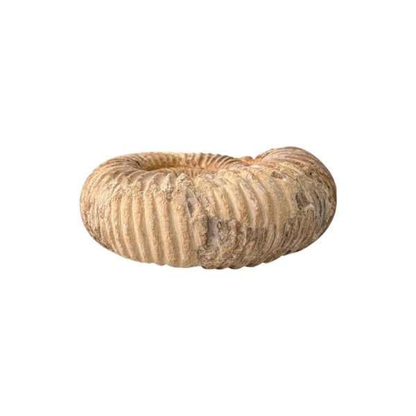 Perisphinctes Ammonite Fossil (Madagascar) - Sold As Seen - Shelled Cephalopod - Marine Fossils - Mesozoic Ammonite