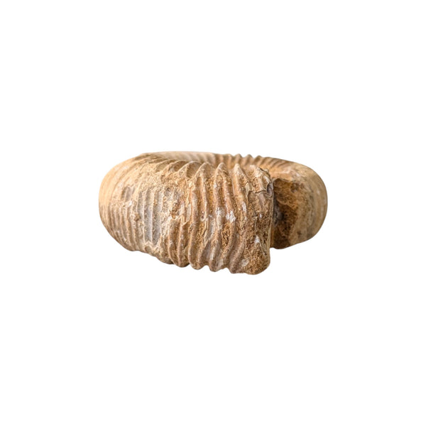 Perisphinctes Ammonite Fossil (Madagascar) - Sold As Seen - Shelled Cephalopod - Marine Fossils - Mesozoic Ammonite