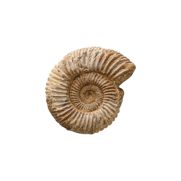 Perisphinctes Ammonite Fossil (Madagascar) - Sold As Seen - Shelled Cephalopod - Marine Fossils - Mesozoic Ammonite