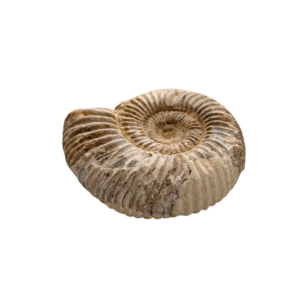 Perisphinctes Ammonite Fossil (Madagascar) - Sold As Seen - Shelled Cephalopod - Marine Fossils - Mesozoic Ammonite