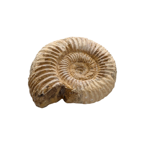 Perisphinctes Ammonite Fossil (Madagascar) - Sold As Seen - Shelled Cephalopod - Marine Fossils - Mesozoic Ammonite