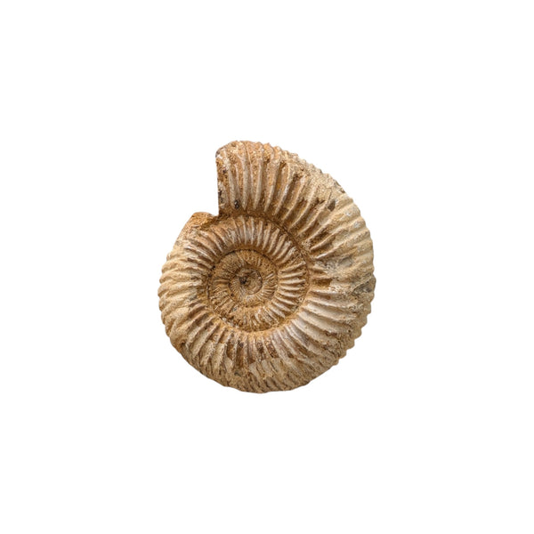 Perisphinctes Ammonite Fossil (Madagascar) - Sold As Seen - Shelled Cephalopod - Marine Fossils - Mesozoic Ammonite