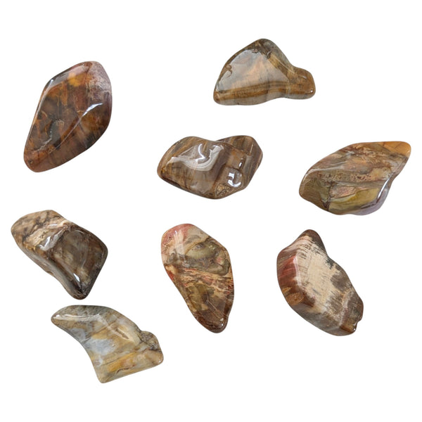 Petrified Wood Tumblestone