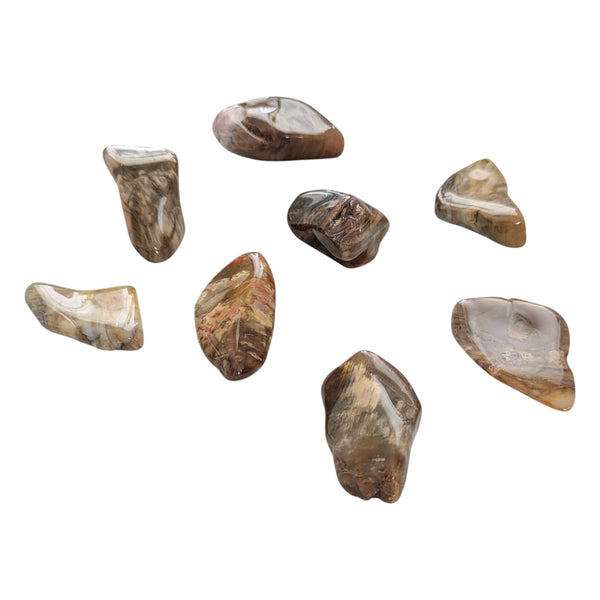 Petrified Wood Tumblestone