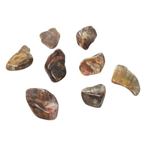 Petrified Wood Tumblestone