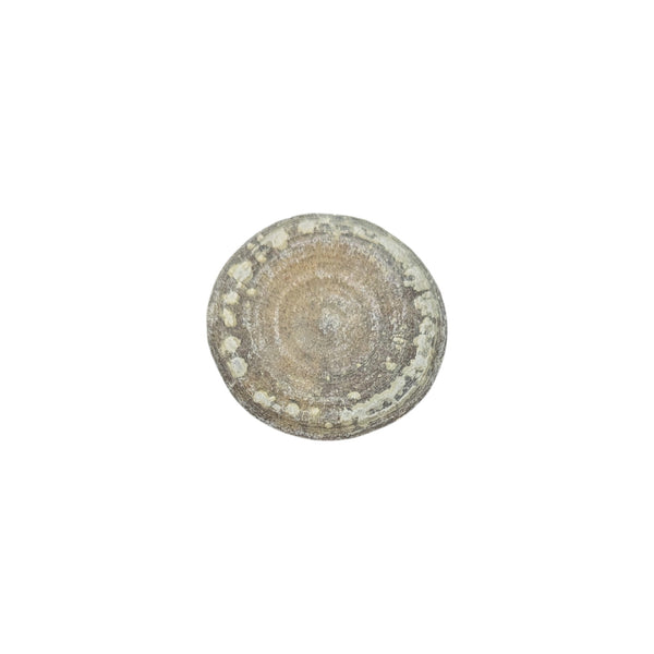 Cyclolite (Corallite) Fossilized Coral Specimen - Iminlago, High Atlas Mountains, Morocco