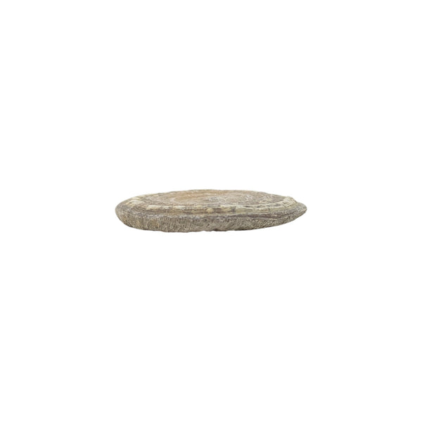 Cyclolite (Corallite) Fossilized Coral Specimen - Iminlago, High Atlas Mountains, Morocco