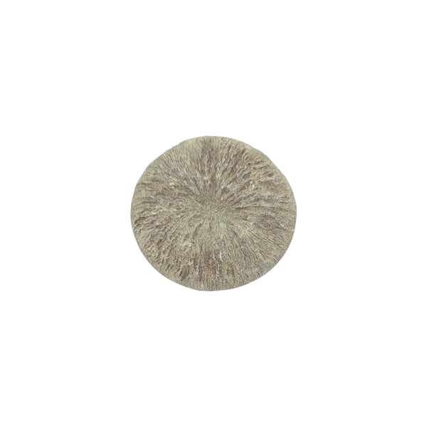 Cyclolite (Corallite) Fossilized Coral Specimen - Iminlago, High Atlas Mountains, Morocco