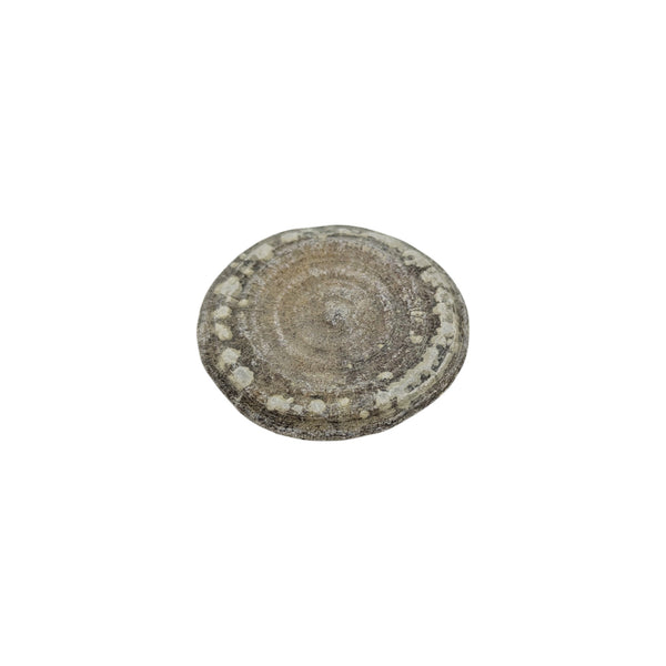 Cyclolite (Corallite) Fossilized Coral Specimen - Iminlago, High Atlas Mountains, Morocco