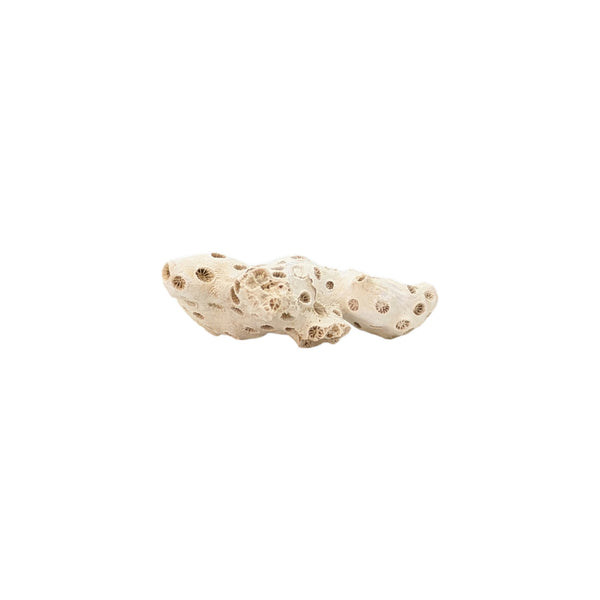 Astrhelia Palmata, Fossilized White Stony Coral Specimen (Individual Branch) - Choptank Formation, Calvert Co, Maryland, USA