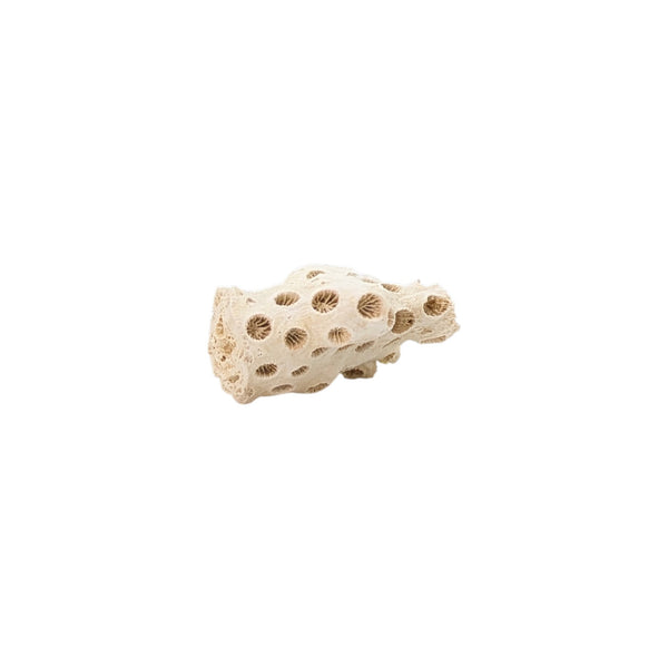 Astrhelia Palmata, Fossilized White Stony Coral Specimen (Individual Branch) - Choptank Formation, Calvert Co, Maryland, USA
