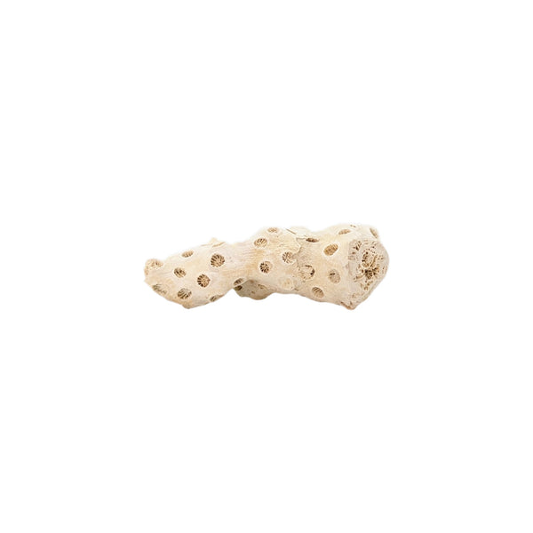 Astrhelia Palmata, Fossilized White Stony Coral Specimen (Individual Branch) - Choptank Formation, Calvert Co, Maryland, USA