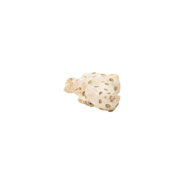 Astrhelia Palmata, Fossilized White Stony Coral Specimen (Individual Branch) - Choptank Formation, Calvert Co, Maryland, USA