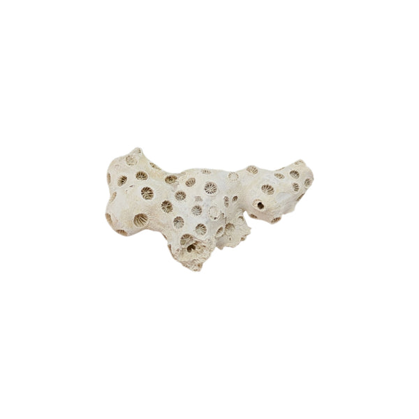 Astrhelia Palmata, Fossilized White Stony Coral Specimen (Individual Branch) - Choptank Formation, Calvert Co, Maryland, USA