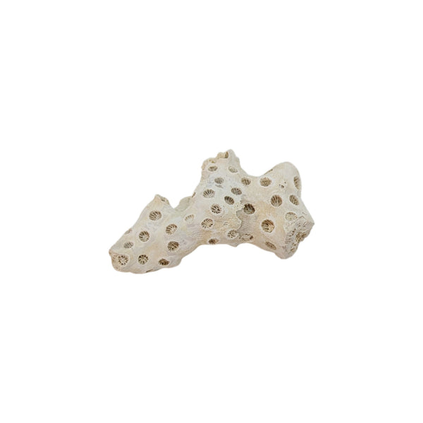 Astrhelia Palmata, Fossilized White Stony Coral Specimen (Individual Branch) - Choptank Formation, Calvert Co, Maryland, USA