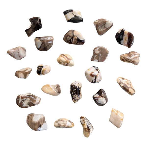 Tumbled Peanut Fossil Wood stones, featuring peanut markings on cream, beige and brown stones. 