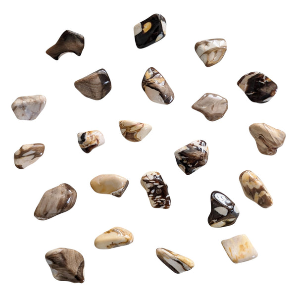 Peanut Wood Fossil stones from western australia measuring 15-25mm