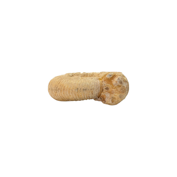 Perisphinctes Ammonite Fossil