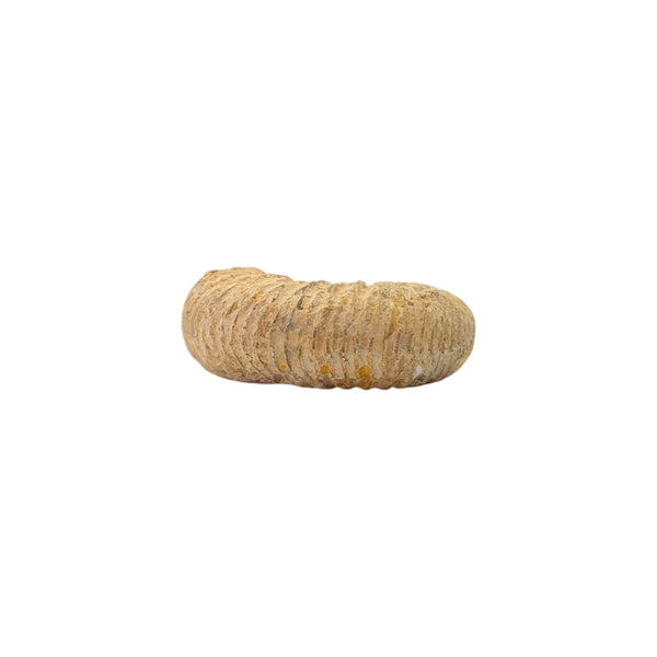 Perisphinctes Ammonite Fossil 4.5cms