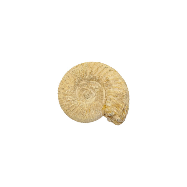 Perisphinctes Ammonite Fossil