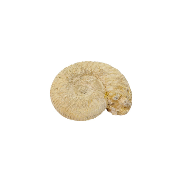 Perisphinctes Ammonite Specimen