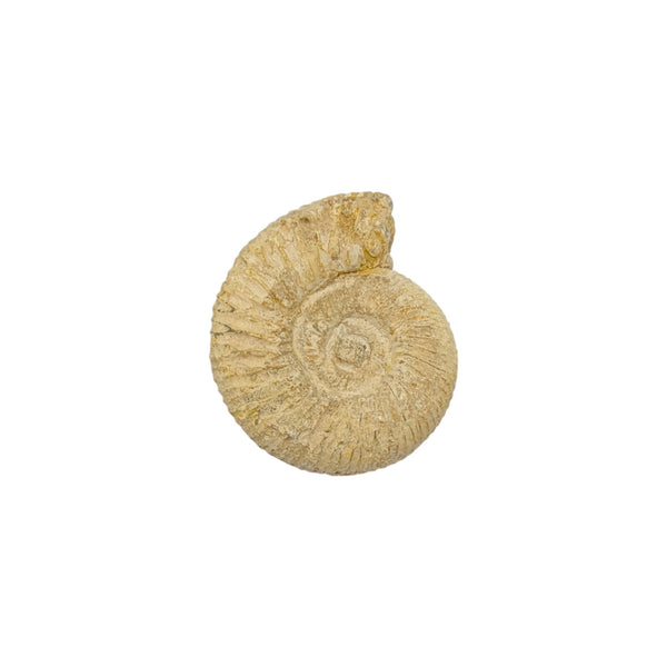Perisphinctes Ammonite Fossil Specimen