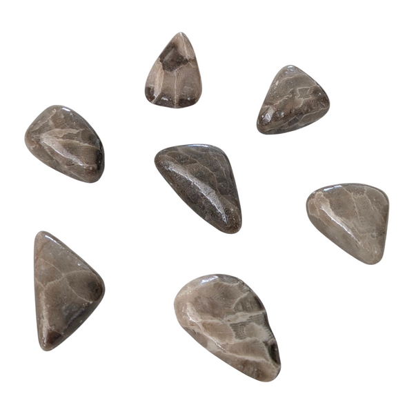 Petoskey Fossil Stone Tumblestone