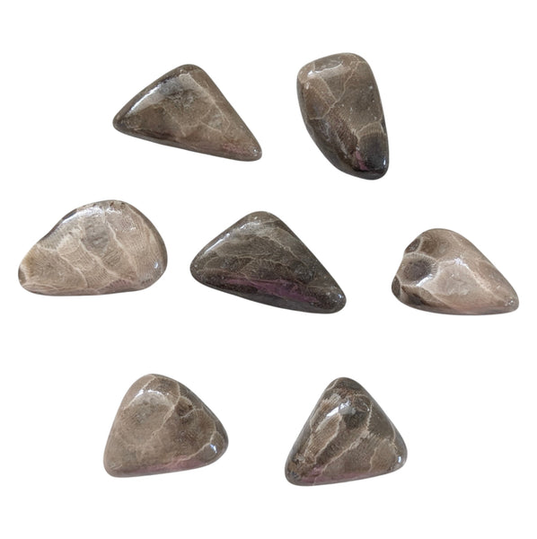 Petoskey Fossil Stone Tumblestone
