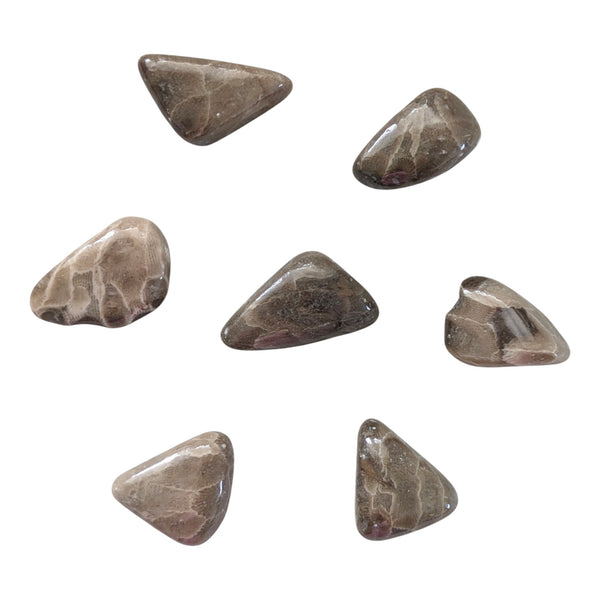 Petoskey Fossil Stone Tumblestone