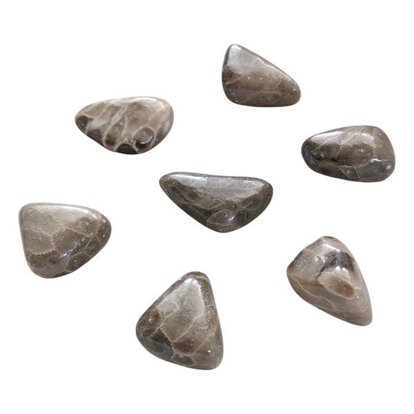 Petoskey Fossil Stone Tumblestone