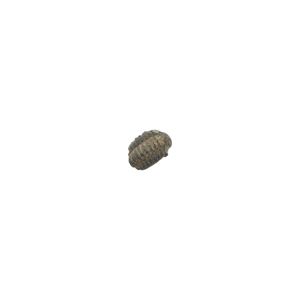 Genuine Phacops Trilobite Fossil from the Devonian Period (390-400M Years Old), Anti Atlas Mountains, Morocco