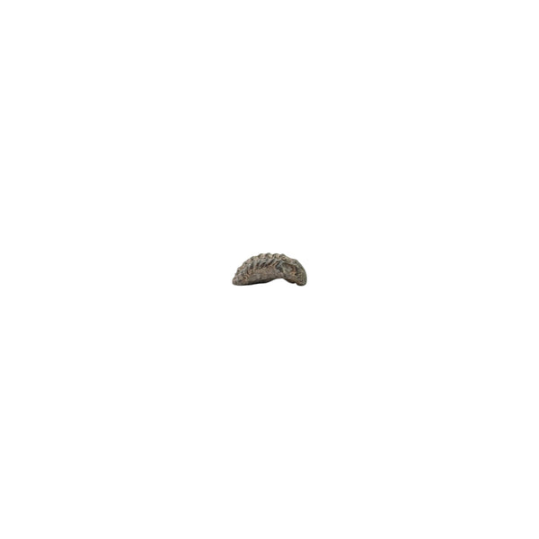 Phacops Trilobite Specimen that weighs  0.76g and measures 1.3cms x 0.8cms x 0.4cms and comes presented in a small magnifier box.