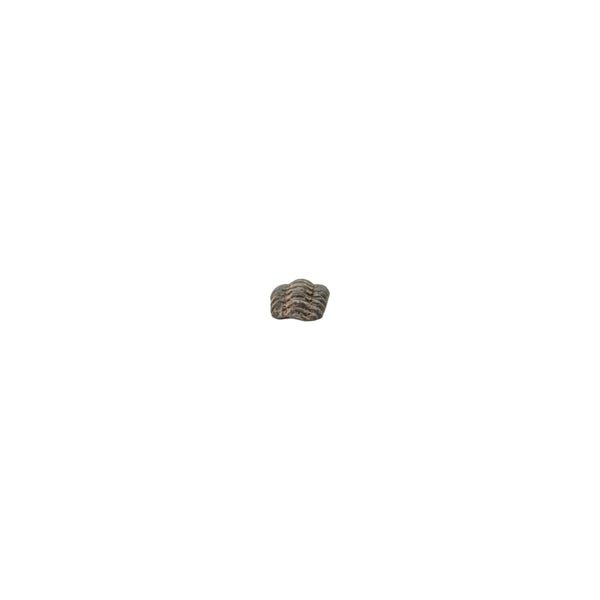 Genuine Phacops Trilobite Specimen