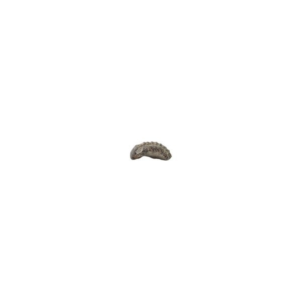Phacops trilobite specimen showing the eye area sitting quite high up on the side of the head shield, rather than being low and flattened against the cheek.