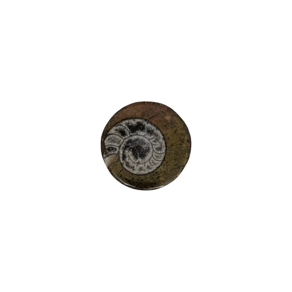 Ammonite Fossil - Fully Polished