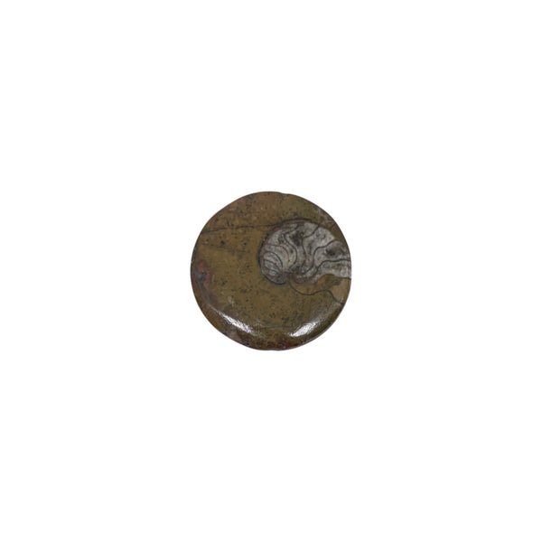 Ammonite Fossil - Fully Polished
