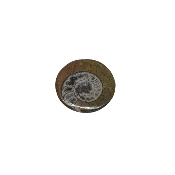 Ammonite Fossil - Fully Polished