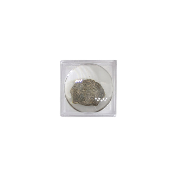 genuine reedops trilobite specimen presented in a small magnifier box