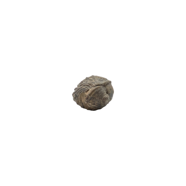 genuine reedops trilobite specimen rolled up weighing 1.27g and measuring approx. 1.3cms x 1cm x 0.8cms,