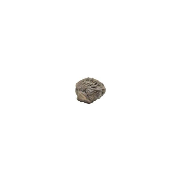 reedops trilobite specimen