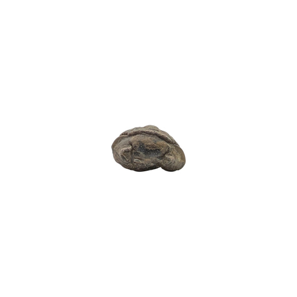 reedops trilobite specimen rolled up