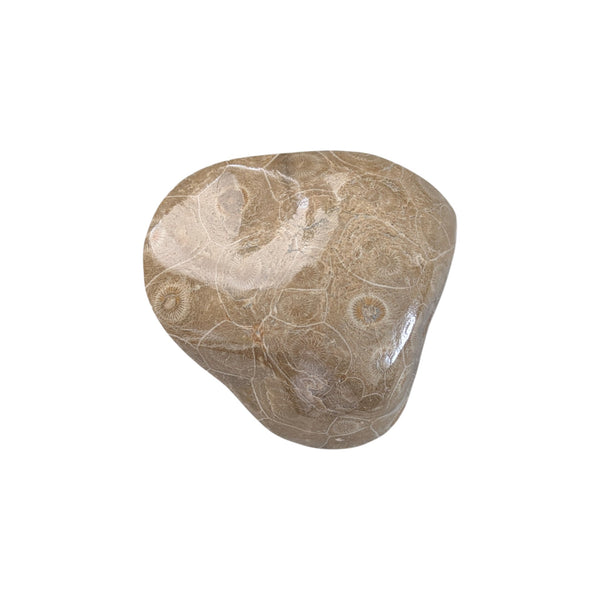 Colonial Rugose Polished Coral Head - Phillipsastrea - Assa Zag/W. Sahara