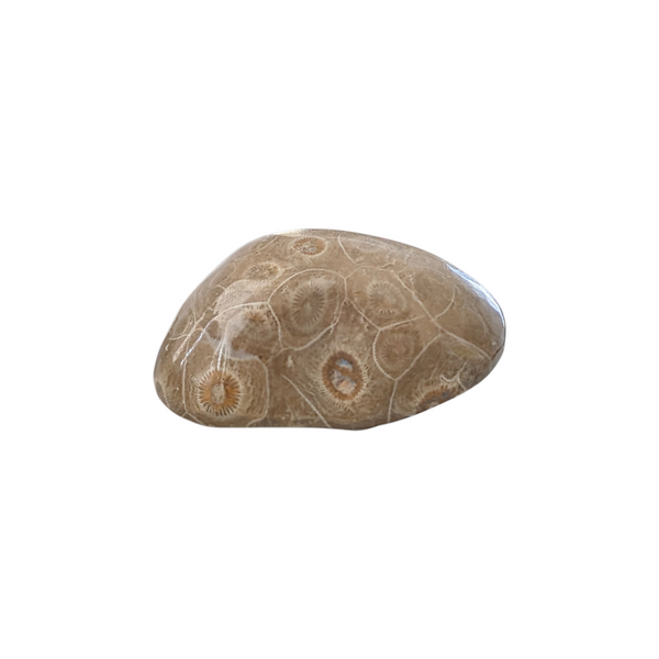 Colonial Rugose Polished Coral Head - Phillipsastrea - Assa Zag/W. Sahara