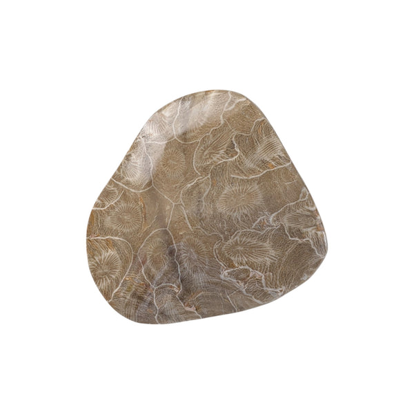 Colonial Rugose Polished Coral Head - Phillipsastrea - Assa Zag/W. Sahara